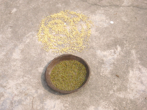 Drying seeds.